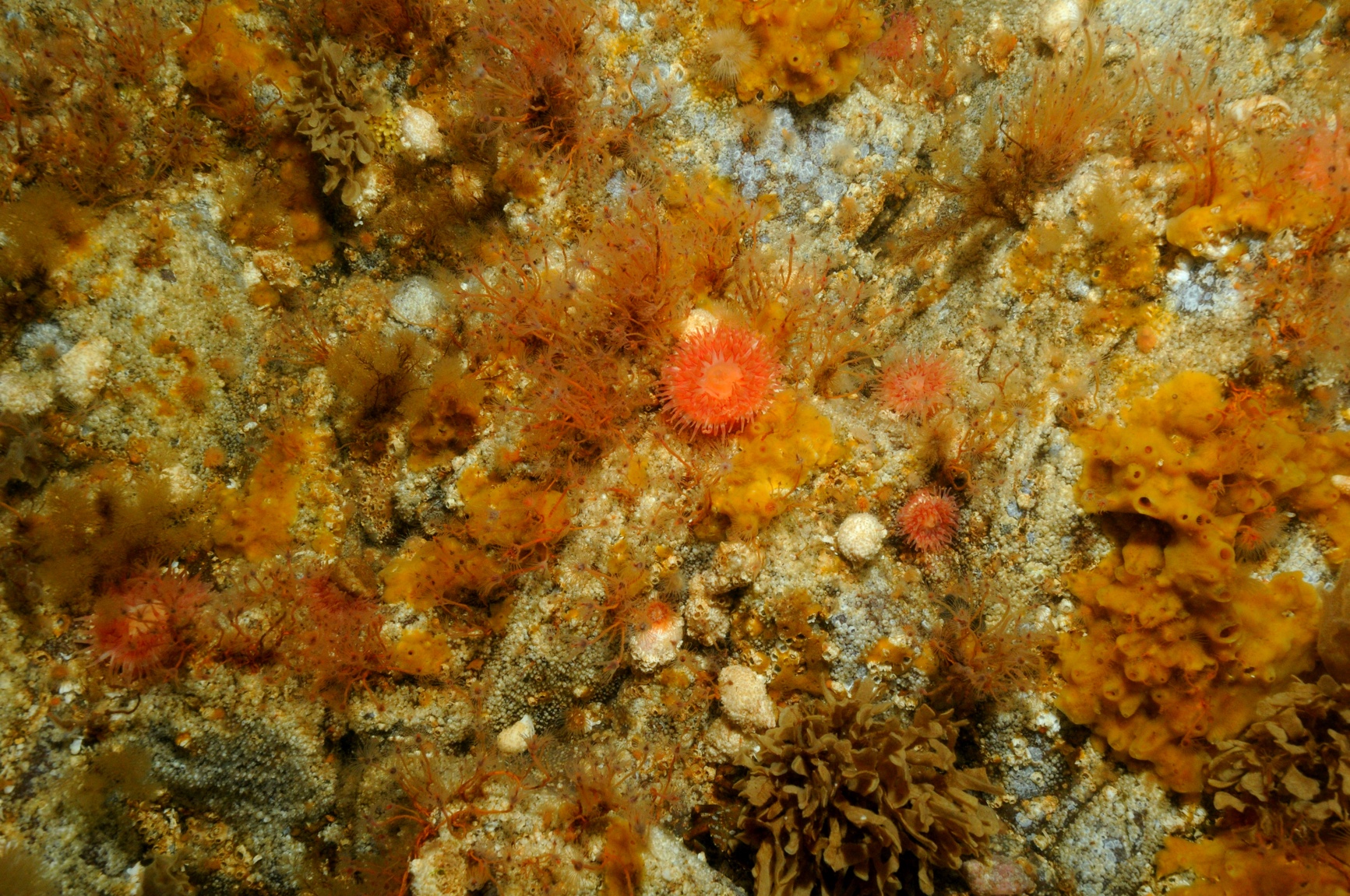 2010-2012, EMU and RSK, Zone 6 - Rampion, Benthic Surveys